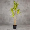 Hawaiian Dracina Plant Yellow Height-3ft KPLYS-2003Y