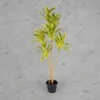 Hawaiian Dracina Plant Yellow Height-3ft KPLYS-2003Y