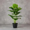Monstera Plant18 Lvs Height -2 ft