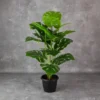 Monstera Plant 18 Lvs