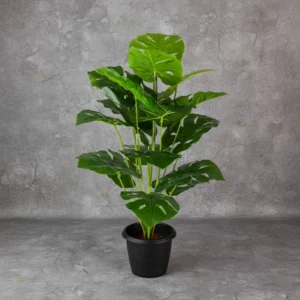 Monstera Plant 18 Lvs