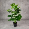 Monstera Plant24 Lvs Height -2.5 ft KYS-265A