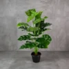 Monstera Plant 24 Lvs Height -2.5 ft KYS-265A