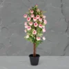 Open Rose Touch Plant KPL-2093-3P Height-3 feet