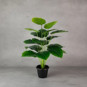 Philo Green Plant 18 Lvs