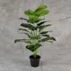 Philo Line Plant 24 Lvs Height -2.5 ft KYS-265D