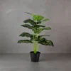 Philo Line Plant 24 Lvs Height -2.5 ft KYS-265D
