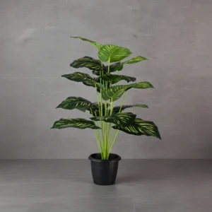 Philo Line Plant 24 Lvs Height -2.5 ft KYS-265D