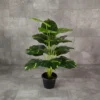 Pothos Plant 18 Lvs Height -2 ft KYS-201