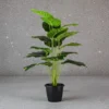 Pothos Plant18 LvsHeight -2 ftKYS-201C