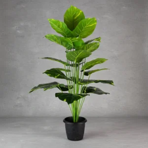 Pothos Plant 24 Lvs Height -2.5 ft KYS-265C