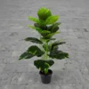 Pothos Plant 24 Lvs Height -2.5 ft KYS-265C