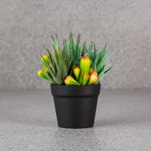 Succulent Arrangement