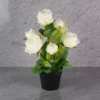 White Rose Flower Arrangement
