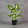 Zebra Plant with 12 Lvs Height -1.5 ft