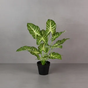 Zebra Plant with 12 Lvs Height -1.5 ft