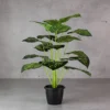 Zebra Plant with 18 Lvs Height -2 ft