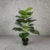 Zebra Plant with 18 Lvs