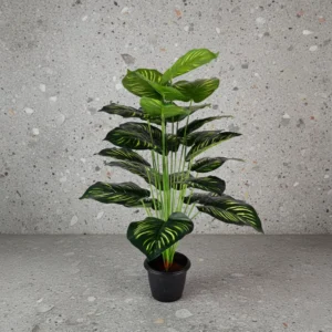 Zebra Plant with 18 Lvs