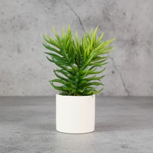 seaweed Succulent with Pot