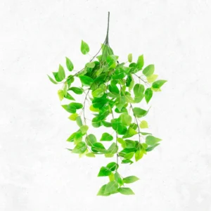 Aspen L.G Green lvs Creeper