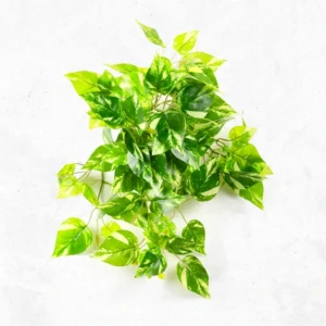 Black Pothos L.G Lvs Falling Bush