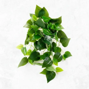 Black Pothos Mini Falling Bush