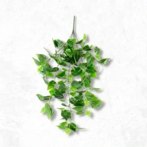 Aspen Green lvs Creeper