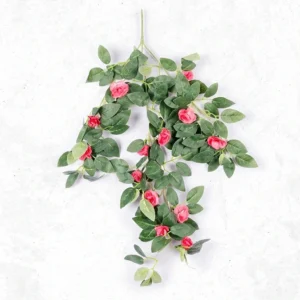 KSP 1804 Button Rose Creeper DP