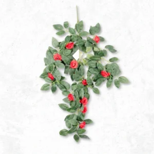 Button Rose Creeper R