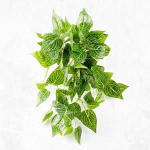 Pothos Mini Lvs Falling Bush