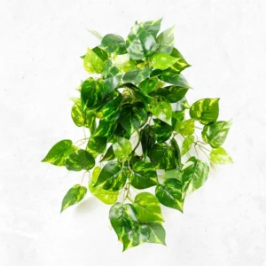 Pothos Mini Lvs Falling Bush