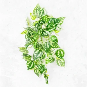 Zebra Lvs Falling Bush