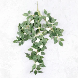 Button Rose Creeper W