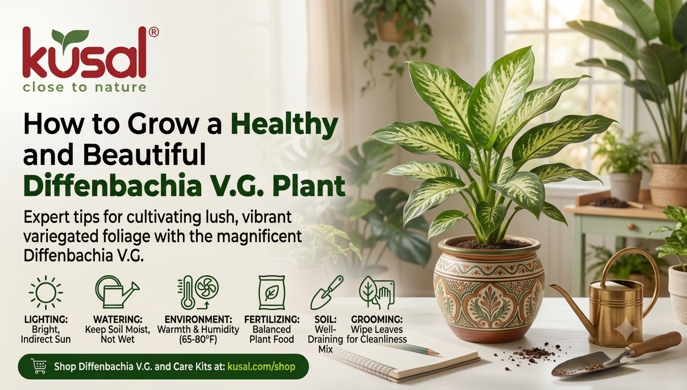 Diffenbachia Plant